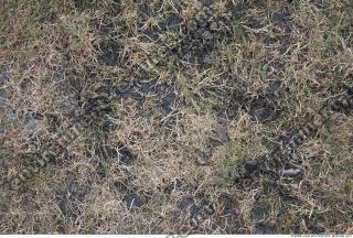 Photo Texture of Grass Dead