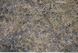 Photo Texture of Grass Dead