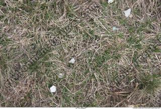 Photo Texture of Grass Dead