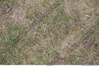 Photo Texture of Grass Dead