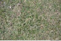 Photo Texture of Grass 