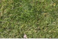 Photo Texture of Grass 