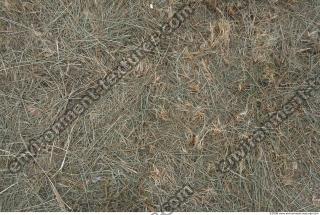 Photo Texture of Grass Dead