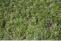 Photo Texture of Grass