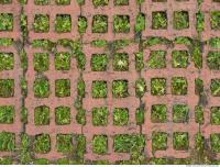 Photo Texture of Overgrown Floor