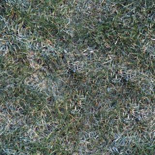 seamless grass frozen