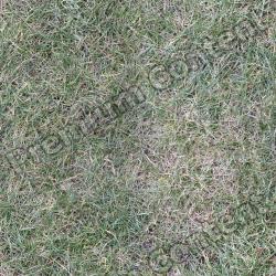 Seamless Grass