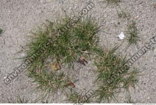 Photo Texture of Grass 