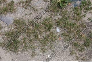 Photo Texture of Grass 