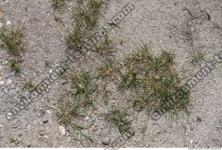 Photo Texture of Grass 