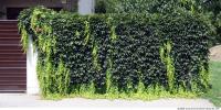 Walls Hedge 0002