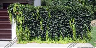 Walls Hedge 0002