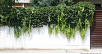 Walls Hedge 0003