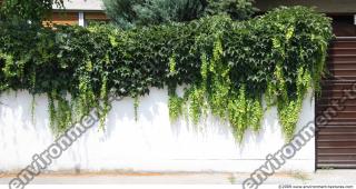 Walls Hedge 0003