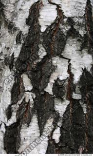 Trees Bark