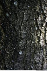 Tree Bark