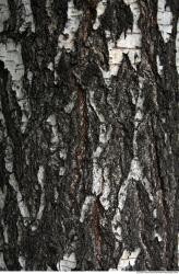 Tree Bark