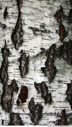 Trees Bark