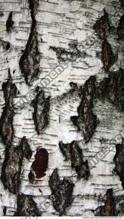 Trees Bark 0005