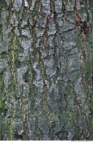 Trees Bark 0007