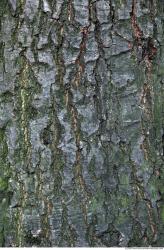 Trees Bark