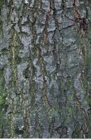 Trees Bark 0006