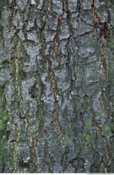 Trees Bark