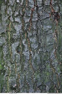Trees Bark 0006