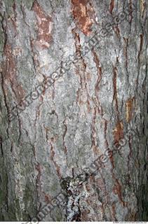 Trees Bark