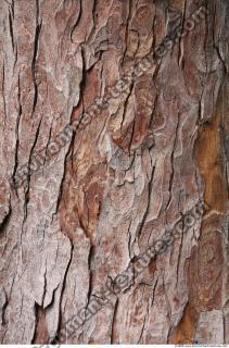 Trees Bark 0006