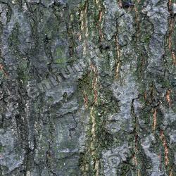 Seamless Tree Bark