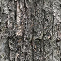 Seamless Tree Bark