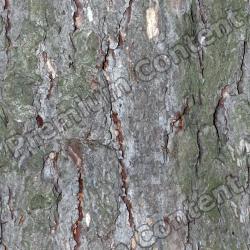 Seamless Tree Bark