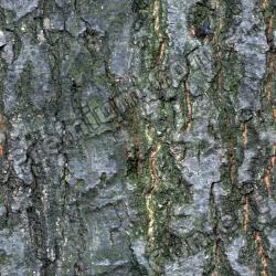 Seamless Bark