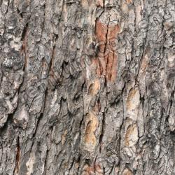 Seamless Bark