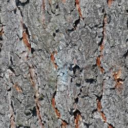 Seamless Bark