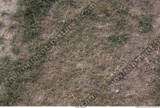 Photo Texture of Grass 