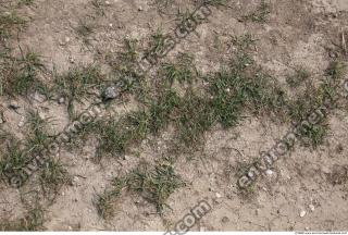 Photo Texture of Grass