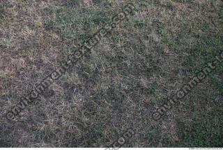 Photo Texture of Grass 