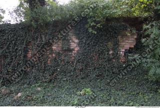 Walls Hedge 0027