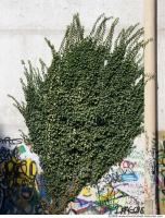 Walls Hedge 0009