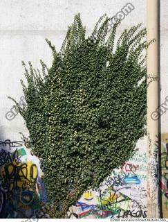 Walls Hedge 0009