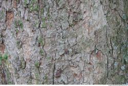 Tree Bark