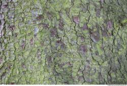 Tree Bark