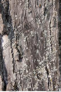 Trees Bark 0003