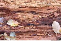 Wood 0005