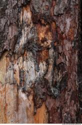 Tree Bark