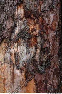 Trees Bark 0004