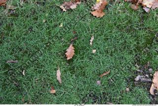 Photo Texture of Grass