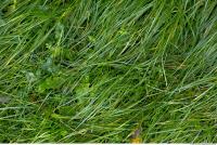 Photo Texture of Grass 